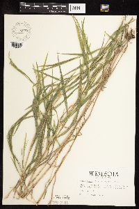 Muhlenbergia frondosa image