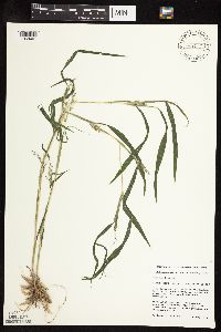 Muhlenbergia frondosa image