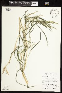 Muhlenbergia frondosa image