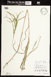Muhlenbergia frondosa image