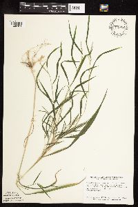 Muhlenbergia frondosa image