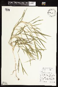 Muhlenbergia frondosa image
