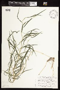 Muhlenbergia frondosa image