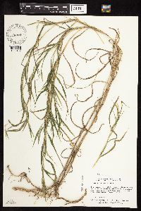 Muhlenbergia frondosa image