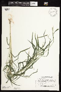 Muhlenbergia frondosa image