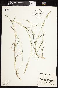 Muhlenbergia frondosa image