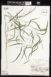 Muhlenbergia frondosa image