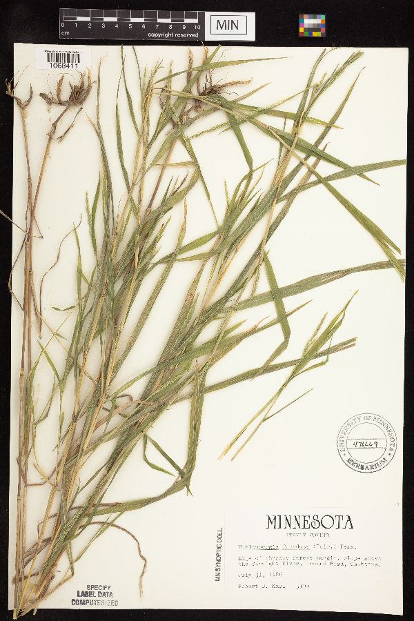 Muhlenbergia frondosa image