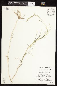 Muhlenbergia frondosa image