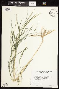 Muhlenbergia frondosa image