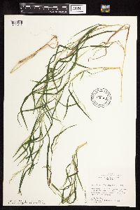 Muhlenbergia frondosa image