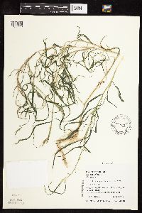 Muhlenbergia frondosa image