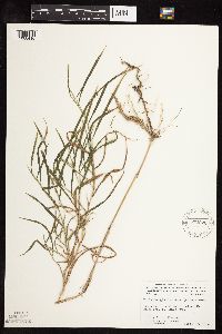 Muhlenbergia frondosa image