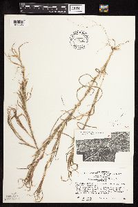 Muhlenbergia frondosa image