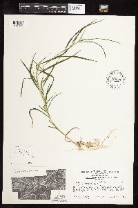 Muhlenbergia frondosa image
