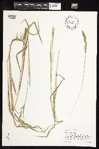 thumbnail image of current specimen