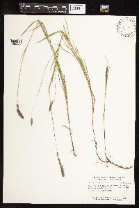 Muhlenbergia glomerata image