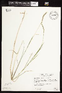 Muhlenbergia glomerata image