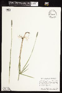 thumbnail image of current specimen