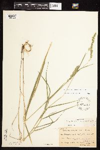 Muhlenbergia glomerata image