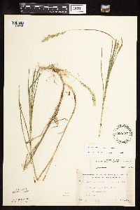 Muhlenbergia glomerata image