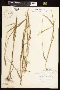 Muhlenbergia glomerata image