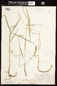 Muhlenbergia glomerata image