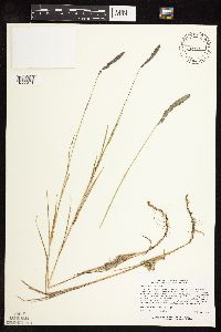 Muhlenbergia glomerata image
