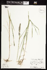 Muhlenbergia glomerata image