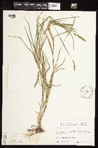 Muhlenbergia glomerata image