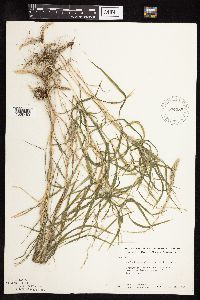 Muhlenbergia glomerata image