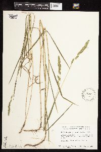 Muhlenbergia glomerata image