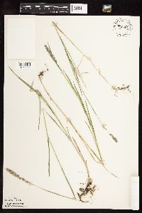 Muhlenbergia glomerata image