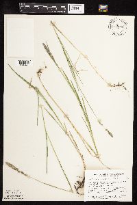 Muhlenbergia glomerata image