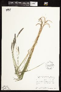 Muhlenbergia glomerata image