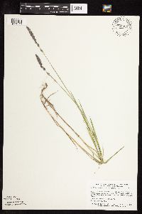 Muhlenbergia glomerata image