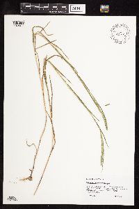 thumbnail image of current specimen
