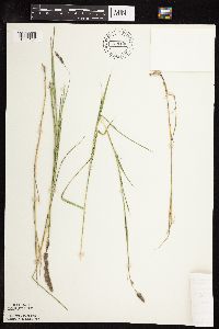 Muhlenbergia glomerata image
