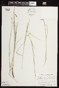 Muhlenbergia glomerata image
