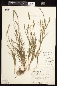 Muhlenbergia glomerata image