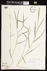 Muhlenbergia glomerata image