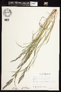 Muhlenbergia glomerata image