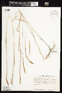 Muhlenbergia glomerata image