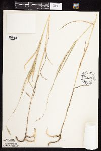 Muhlenbergia glomerata image