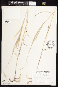 Muhlenbergia glomerata image