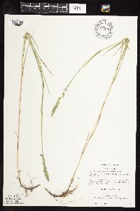 Muhlenbergia glomerata image