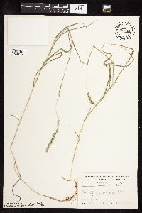 Muhlenbergia glomerata image