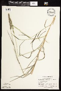 Muhlenbergia glomerata image