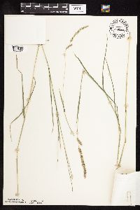 Muhlenbergia glomerata image