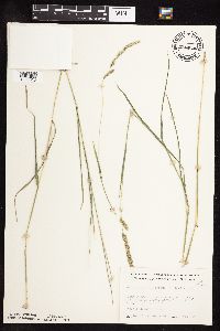 Muhlenbergia glomerata image